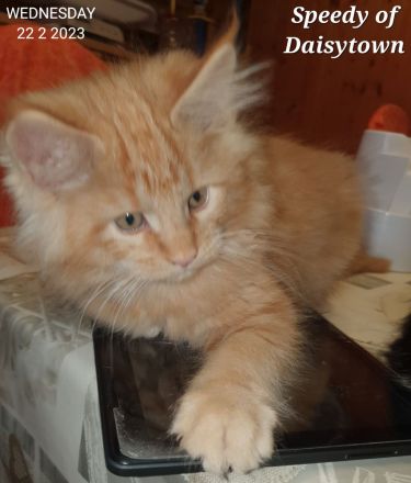Maine Coons of Daisytown