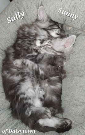 Maine Coons of Daisytown