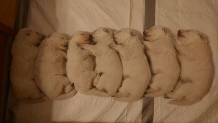 Schweizer weiße Schäferhunde