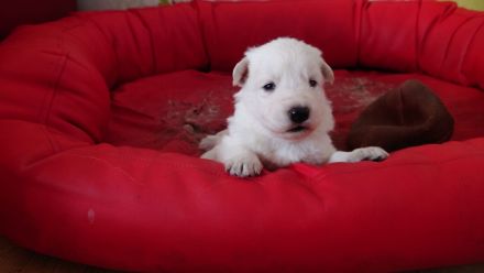 Schweizer weiße Schäferhunde