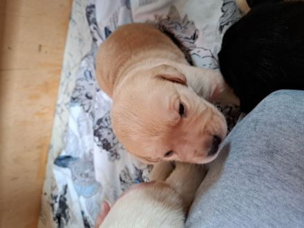 Labrador Welpen reinrassig