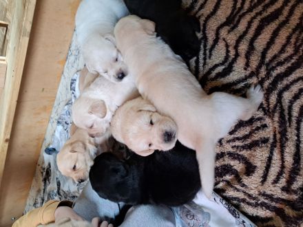 Labrador Welpen reinrassig