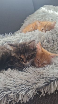 Maine Coon Kitten