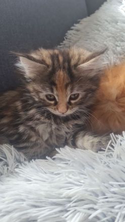 Maine Coon Kitten