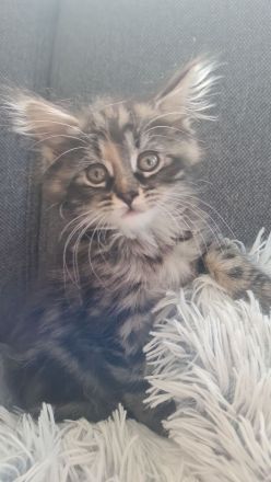 Maine Coon Kitten