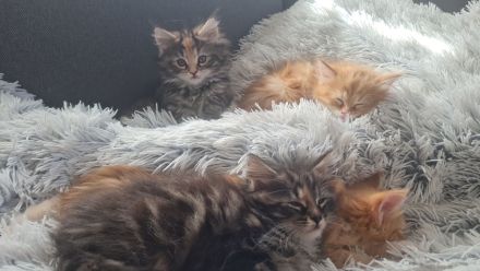 Maine Coon Kitten