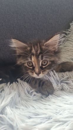 Maine Coon Kitten