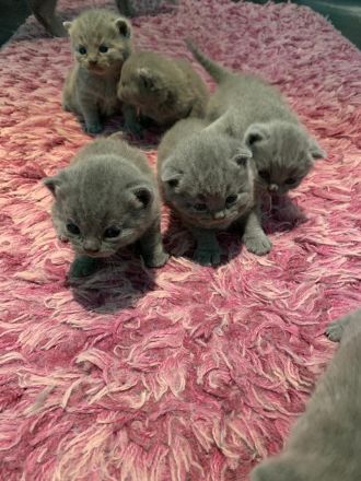 BKH Kitten mit Stammbaum