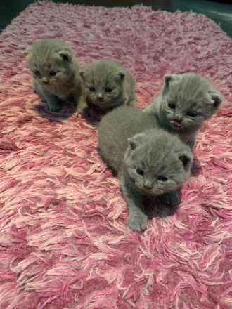 BKH Kitten mit Stammbaum