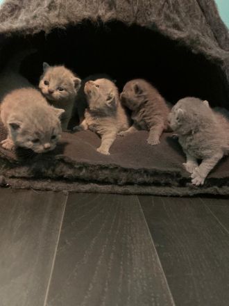 BKH Kitten mit Stammbaum