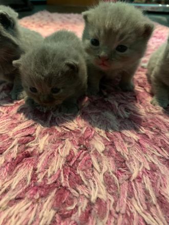 BKH Kitten mit Stammbaum