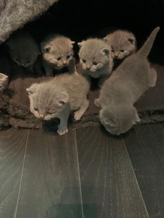 BKH Kitten mit Stammbaum