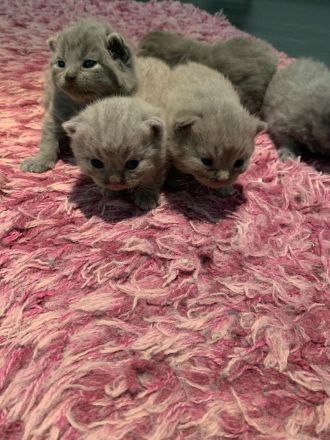 BKH Kitten mit Stammbaum