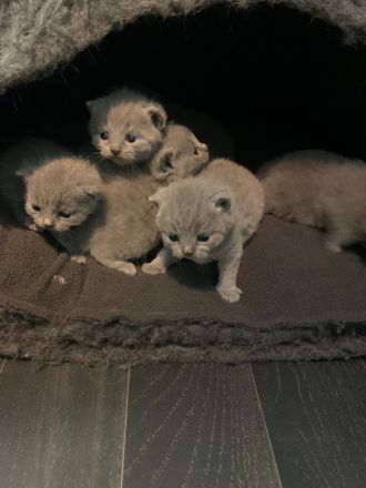 BKH Kitten mit Stammbaum