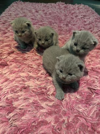 BKH Kitten mit Stammbaum