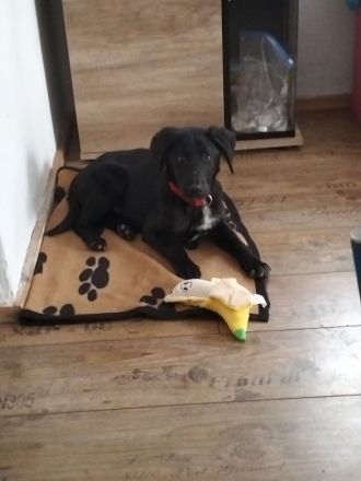 Lorello sucht seine Familie ❤️