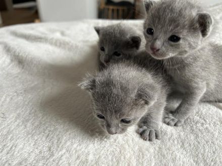 reinrassiger russischer blauer Kitten