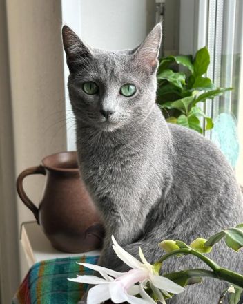 reinrassiger russischer blauer Kitten