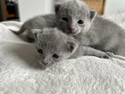 reinrassiger russischer blauer Kitten