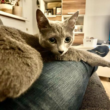 reinrassiger russischer blauer Kitten