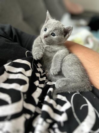 reinrassiger russischer blauer Kitten