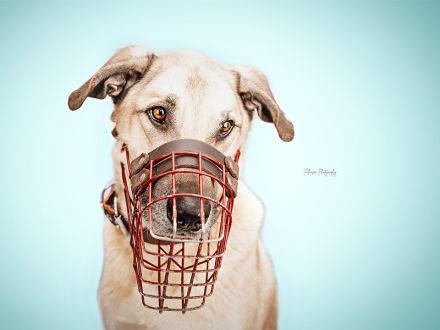 Balu, Kangal-Mix, geb. 2013, su. Kangal-erfahrene Hundebesitzer