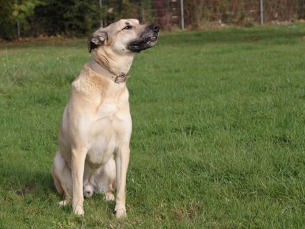 Balu, Kangal-Mix, geb. 2013, su. Kangal-erfahrene Hundebesitzer
