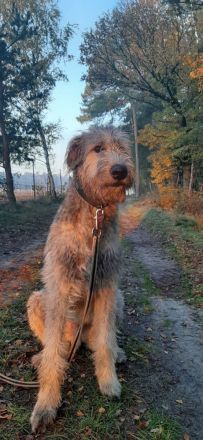 Irish Wolfhound Welpen Irischer Wolfshund