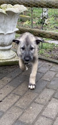 Irish Wolfhound Welpen Irischer Wolfshund