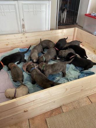 Irish Wolfhound Welpen Irischer Wolfshund