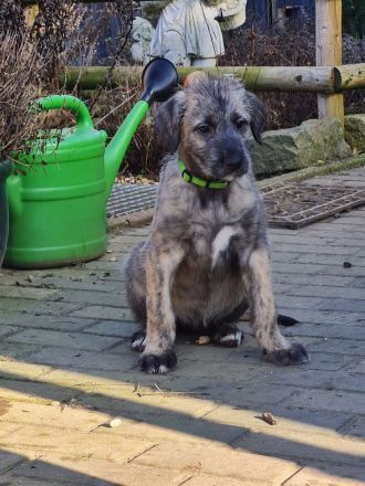 Irish Wolfhound Welpen Irischer Wolfshund
