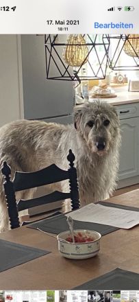 Irish Wolfhound Welpen Irischer Wolfshund