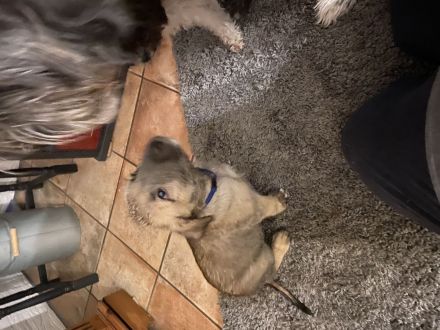 Irish Wolfhound Welpen Irischer Wolfshund