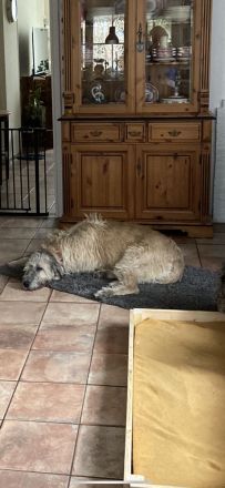 Irish Wolfhound Welpen Irischer Wolfshund