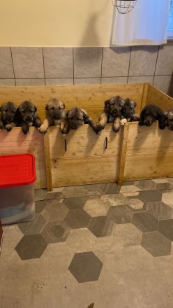 Irish Wolfhound Welpen Irischer Wolfshund