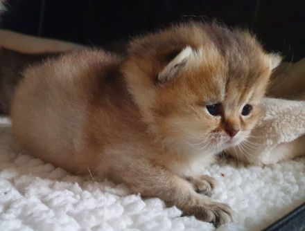 Britisch Kurz und Langhaar Babys mit Stammbaum