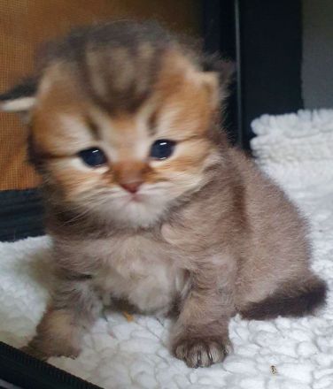 Britisch Kurz und Langhaar Babys mit Stammbaum