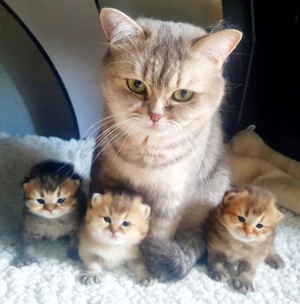 Britisch Kurz und Langhaar Babys mit Stammbaum