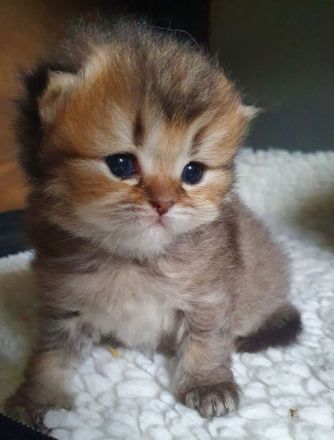 Britisch Kurz und Langhaar Babys mit Stammbaum