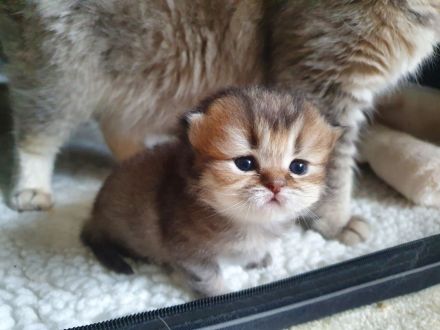 Britisch Kurz und Langhaar Babys mit Stammbaum