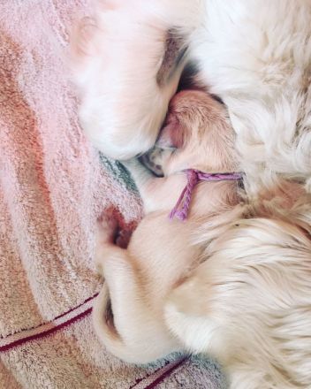 Golden Retriever Welpen Ahnentafel