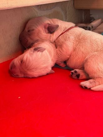 Golden Retriever Welpen Ahnentafel