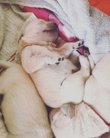 Golden Retriever Welpen Ahnentafel