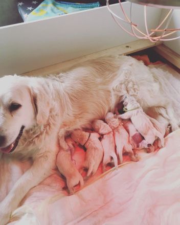 Golden Retriever Welpen Ahnentafel