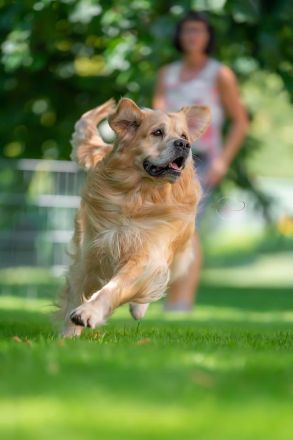 Golden Retriever Welpen Ahnentafel