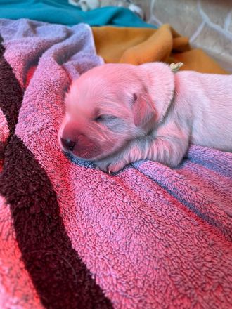 Golden Retriever Welpen Ahnentafel