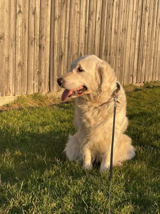 Golden Retriever Welpen Ahnentafel