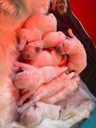 Golden Retriever Welpen Ahnentafel