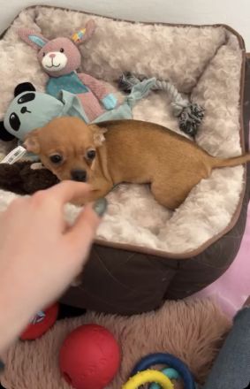 Hundewelpe zu verkaufen