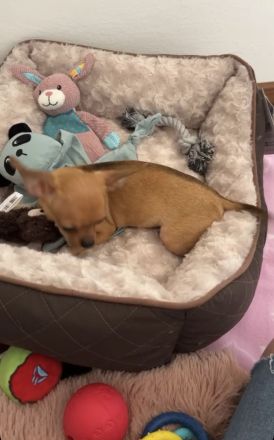 Hundewelpe zu verkaufen